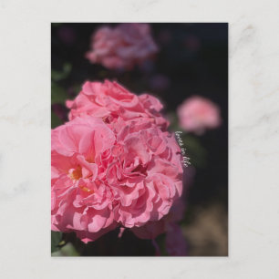 Postal Rosas rosas rosas