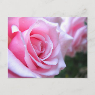 Postal Rosas rosas rosas