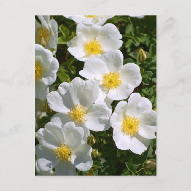 Postal Rosas silvestres blancos (Anverso)
