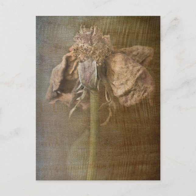 Postal Rosas y óxido no 3 (Anverso)