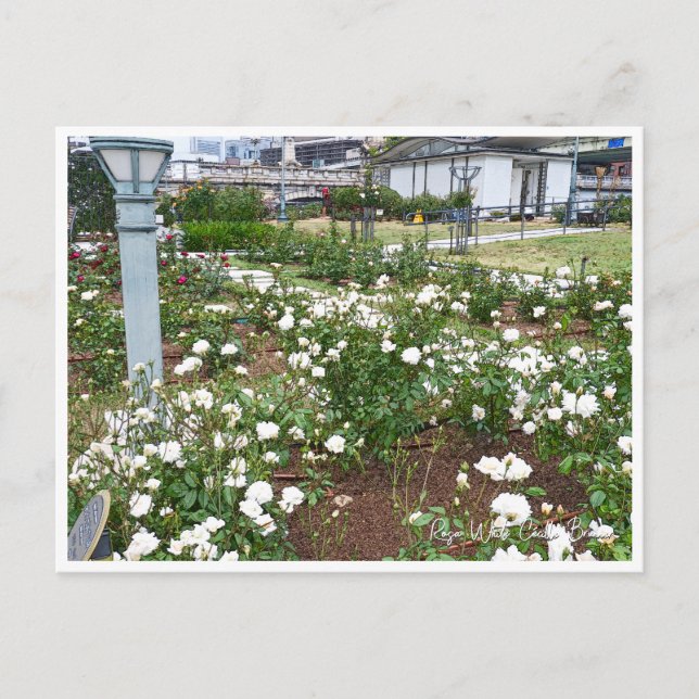 Postal Rose Garden (Anverso)