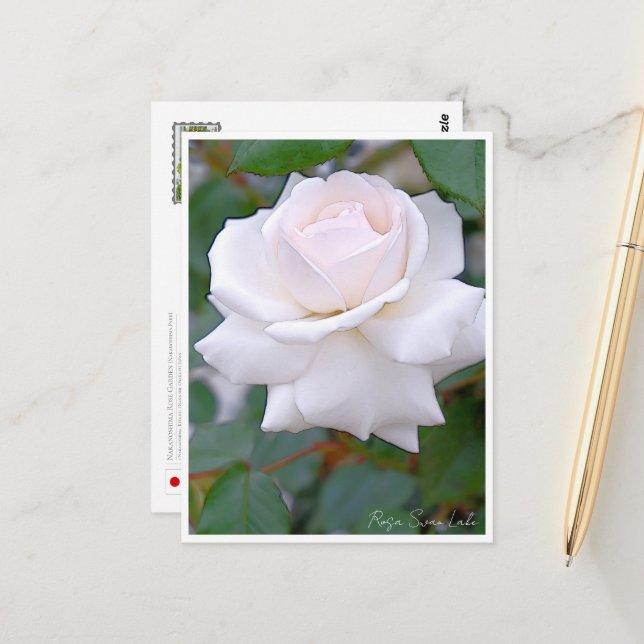 Postal Rose Garden (Anverso/Reverso In Situ)