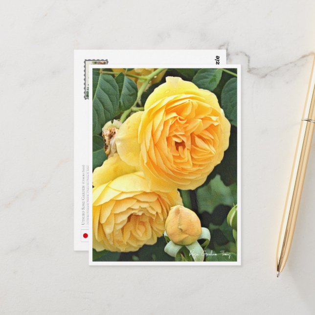 Postal Rose Garden (Anverso/Reverso In Situ)