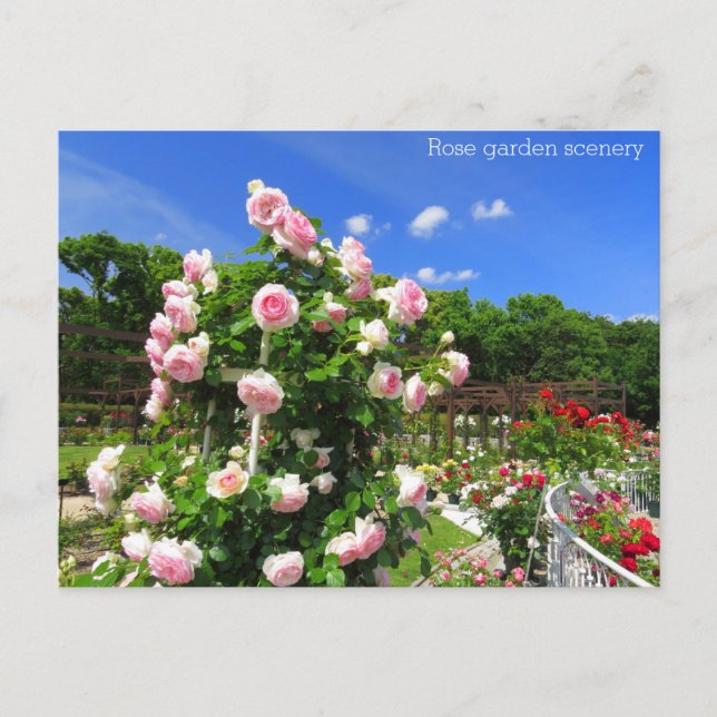 Postal Rose garden scenery：Postcard (Anverso)