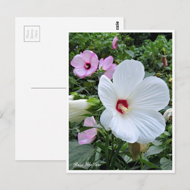 Postal Rose Mallow (Anverso / Reverso)