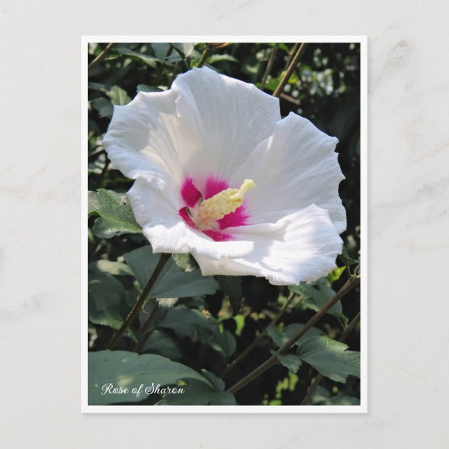 Postal Rose of Sharon (Anverso)