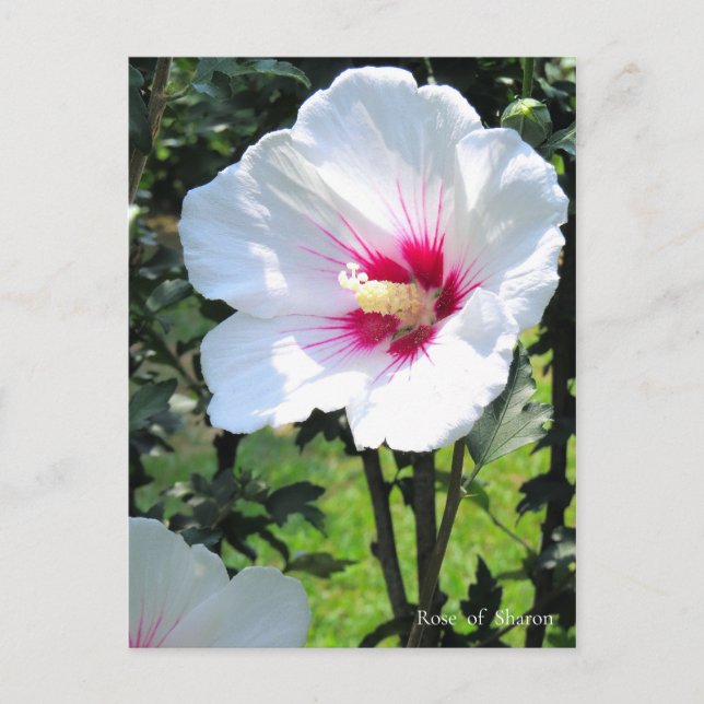 Postal Rose of Sharon (Anverso)