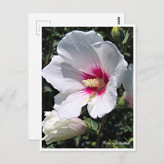 Postal Rose of Sharon ポストカード (Anverso / Reverso)