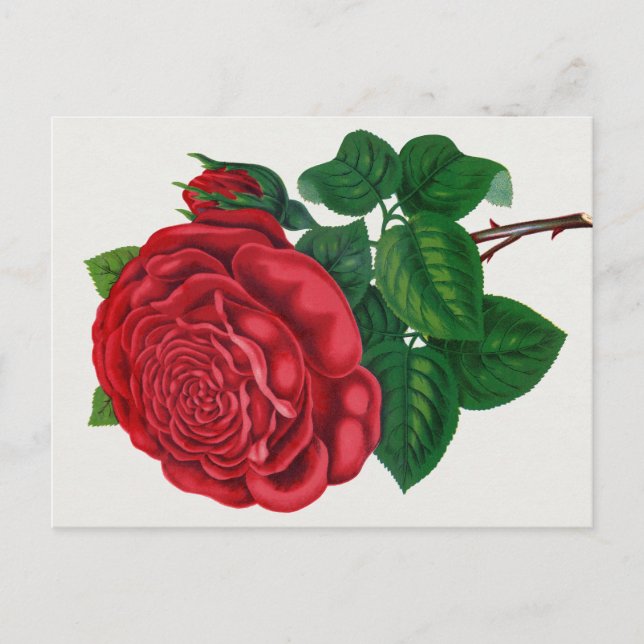 Postal Rose Print Rochester Litografía e Imprenta Co (Anverso)