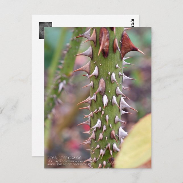 Postal Rose Thorns: Rosa Rose Osaka ポストカード (Anverso / Reverso)