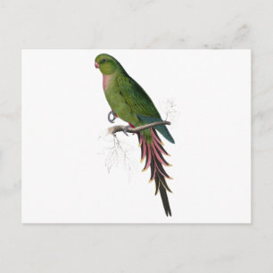 Postal Roseate Parrakeet por Edward Lear