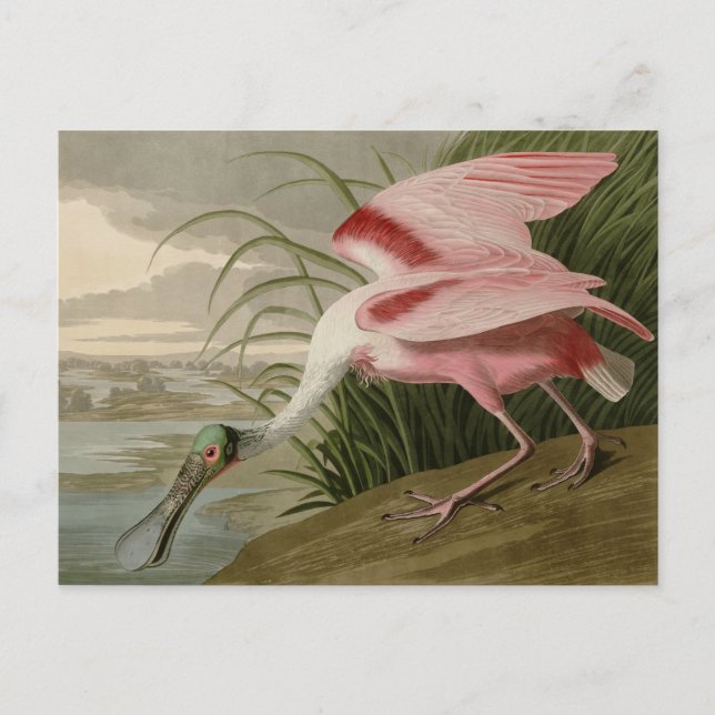 Postal Roseate Spoonbill (Anverso)