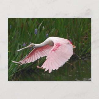 Postal Roseate Spoonbill