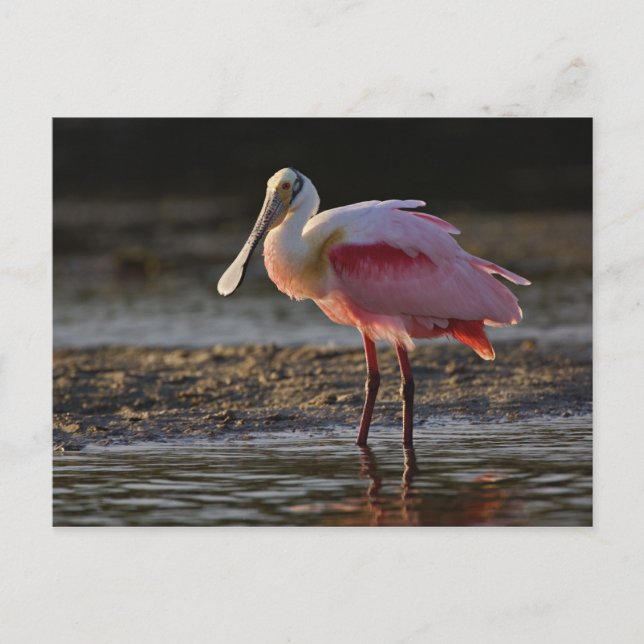 Postal Roseate Spoonbill, Ajaia ajaja, Ding Darling (Anverso)