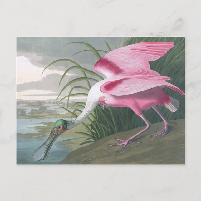 Postal Roseate Spoonbill, Bella Artes de John James Audub (Anverso)