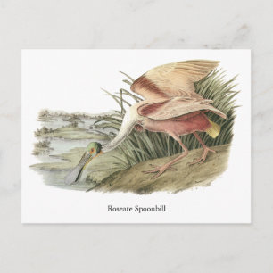 Postal Roseate Spoonbill, John Audubon