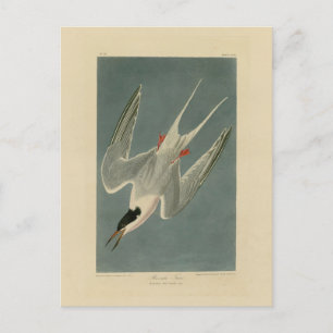 Postal Roseate Tern de los pájaros de América de Audubon