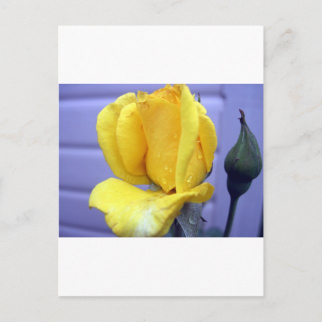 Postal Rosebud amarillo (Anverso)