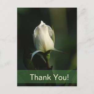 Postal Rosebud blanco