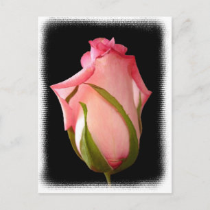 Postal Rosebud rosado con borde de abertura