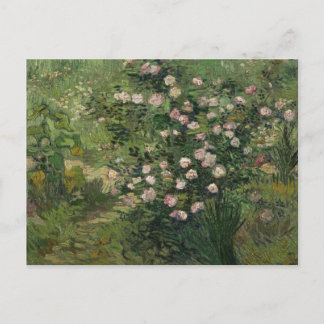 Postal Rosebush en Blossom, Bella Artes Van Gogh