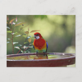 Postal Rosella Oriental Australiana