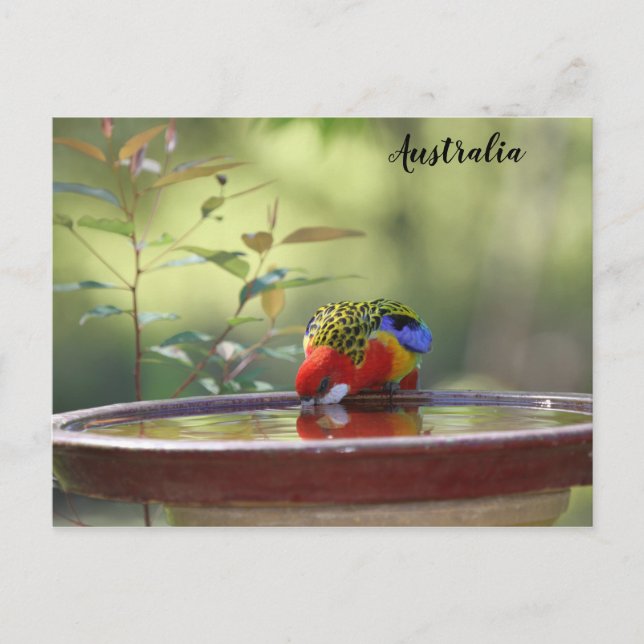 Postal Rosella oriental australiana (Anverso)