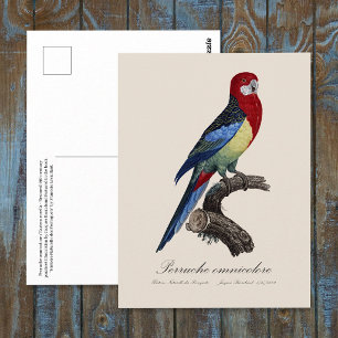 Postal rosella oriental o perico Platycercus eximius