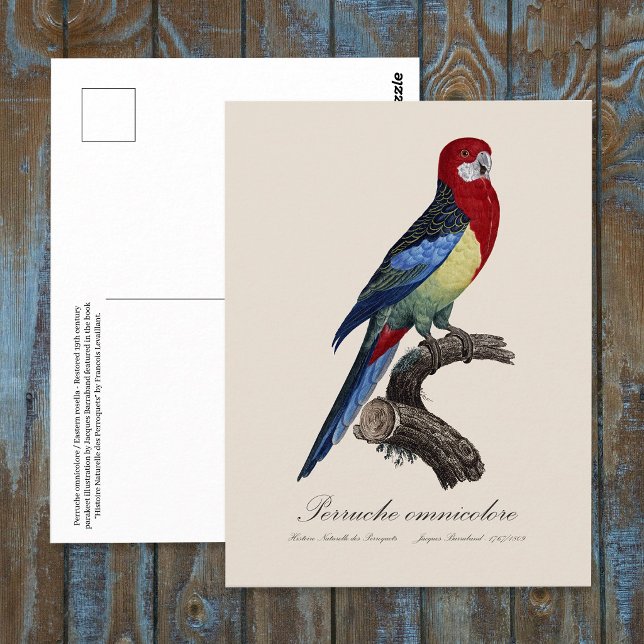 Postal rosella oriental o perico Platycercus eximius (Eastern rosella or Platycercus eximius parakeet. Postcard)