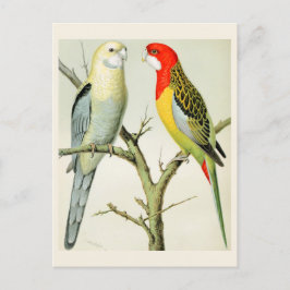Postal Rosella Parrakeets