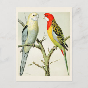 Postal Rosella Parrakeets