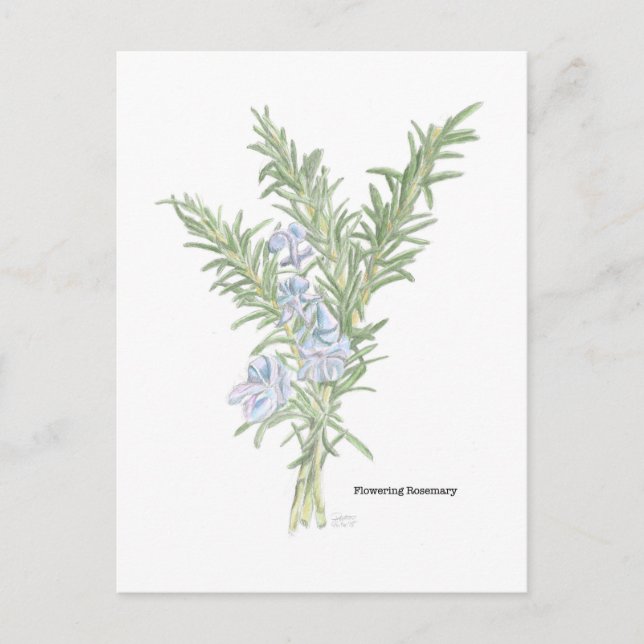 Postal Rosemario florido (Anverso)