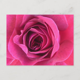 Postal Rosentraum en rosa