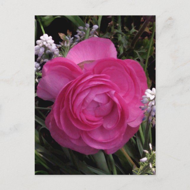 Postal RoseRed... (Anverso)