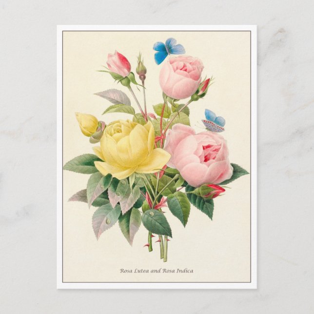 Postal Roses rojas y amarillas de Pierre Joseph Redoute (Anverso)
