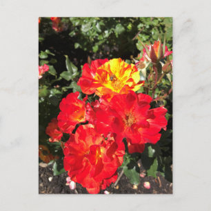 Postal Roses Rojas y Amarillas, Portland, Oregón