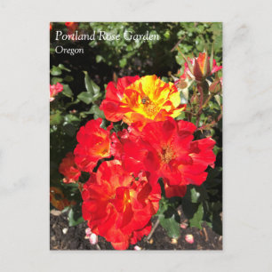 Postal Roses Rojas y Amarillas, Portland, Postcard de Ore