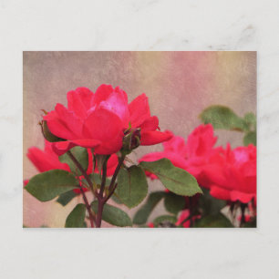 Postal Roses rojos