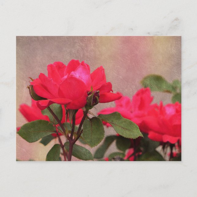 Postal Roses rojos (Anverso)
