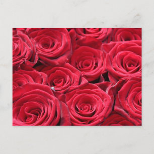 Postal Roses rojos