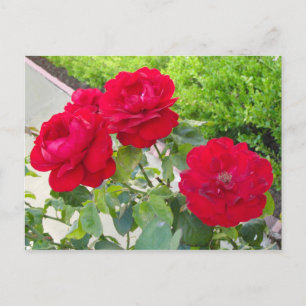 Postal Roses rojos