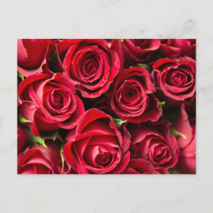 Postal Roses rojos