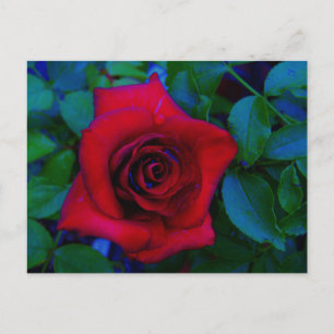 Postal Roses rojos con tonos azules