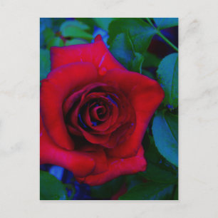 Postal Roses rojos con tonos azules