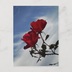 Postal Roses rojos contra un brillante cielo azul