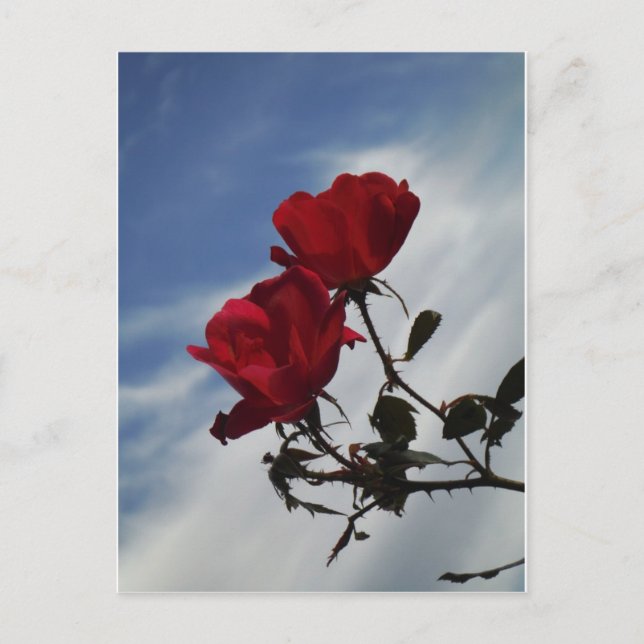 Postal Roses rojos contra un brillante cielo azul (Anverso)