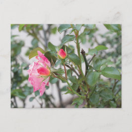 Postal Roses rosas rosas, foto a color completa