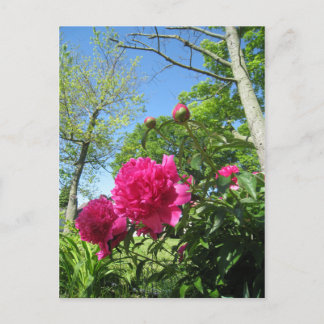 Postal roseypeonías