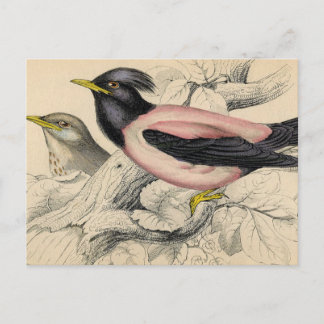 Postal Rosie Bird Sketch