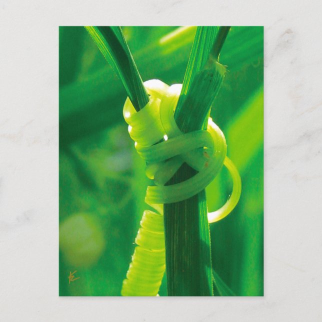 Postal Rosie the Riveter Sweet Pea Vine (Anverso)